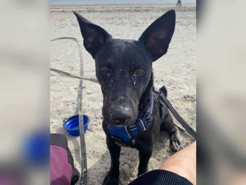 Fröhlicher THEO❤️ wartet in 48153 Münster auf seine Für-Immer-Menschen!