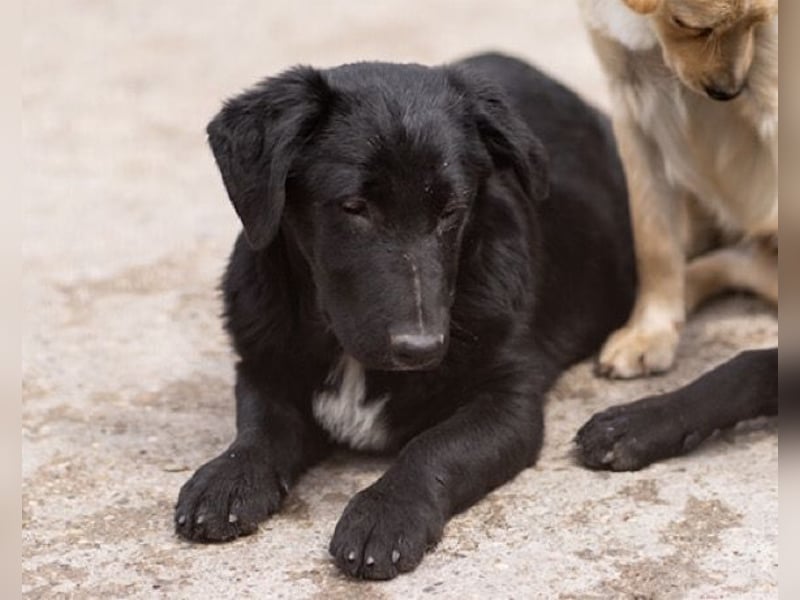 CHARLY❤️kleiner, fröhlicher Hundejunge sucht sehnsüchtig seine Familie