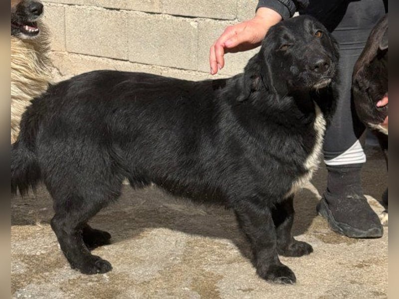 CHARLY❤️kleiner, fröhlicher Hundejunge sucht sehnsüchtig seine Familie