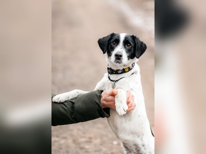 Lebensfroher Henry sucht passendes Zuhause