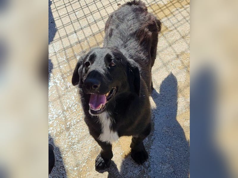 CHARLY❤️kleiner, fröhlicher Hundejunge sucht sehnsüchtig seine Familie
