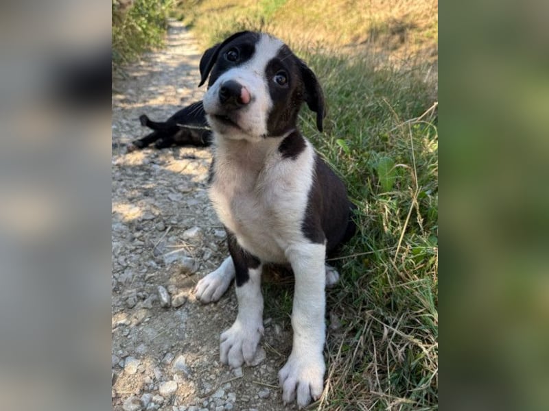 Rocky ❤️ verschmuster, lieber Hundebub