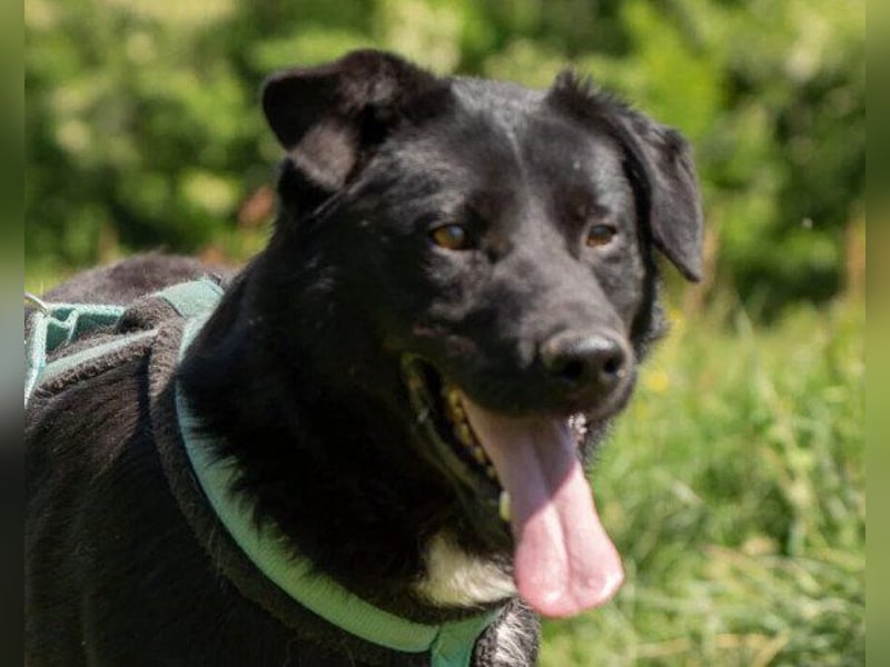 Mix-Rüde ♥ Milo ♥ ein Herz von Hund