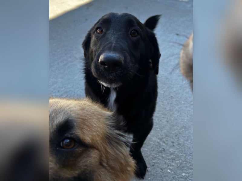 CHARLY❤️kleiner, fröhlicher Hundejunge sucht sehnsüchtig seine Familie