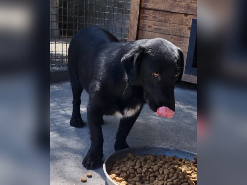 CHARLY❤️kleiner, fröhlicher Hundejunge sucht sehnsüchtig seine Familie