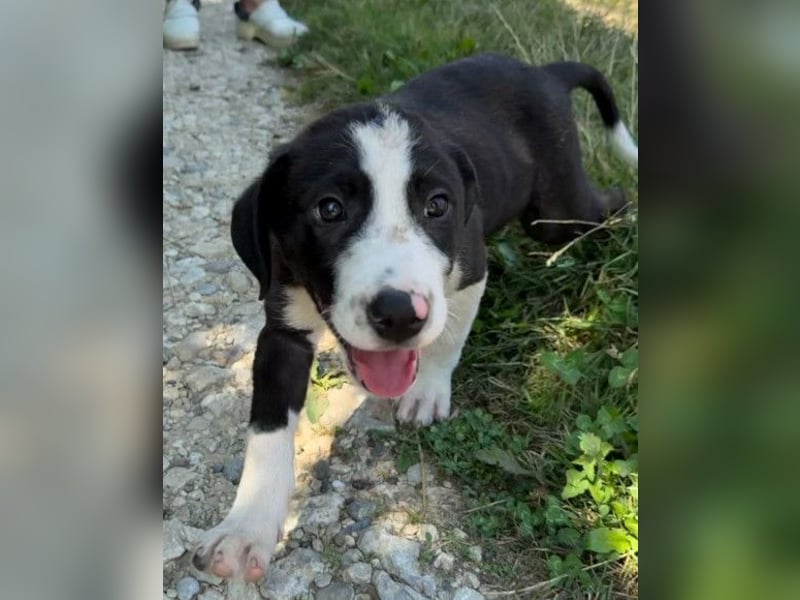 Rocky ❤️ verschmuster, lieber Hundebub