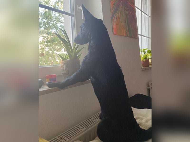 Fröhlicher THEO❤️ wartet in 48153 Münster auf seine Für-Immer-Menschen!