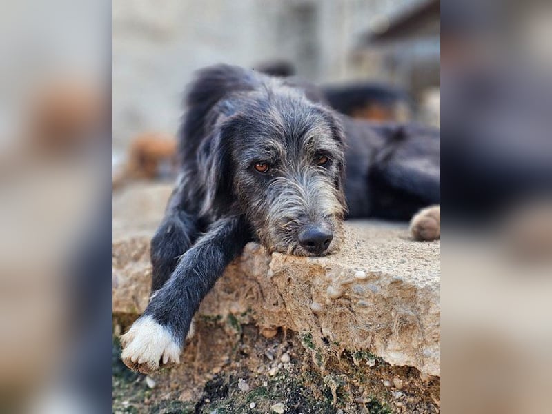 Mino ❤️ Seelenhund sucht seine Familie
