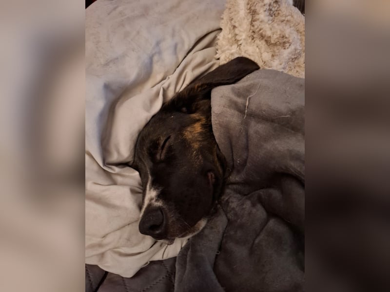 Zorro, 5 Monate, total lieb, sucht sein Zuhause