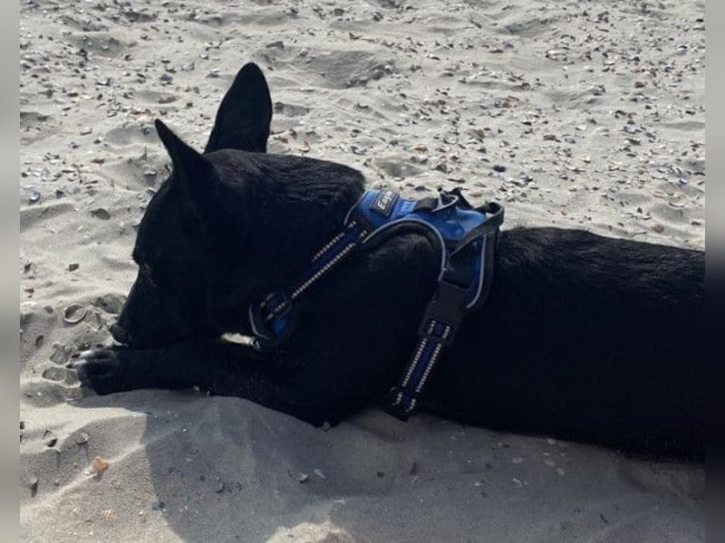Fröhlicher THEO❤️ wartet in 48153 Münster auf seine Für-Immer-Menschen!