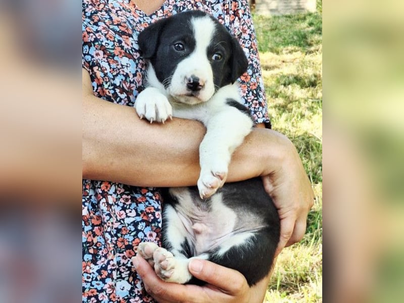 Kleiner Rocky ❤️ will die Welt erkunden!