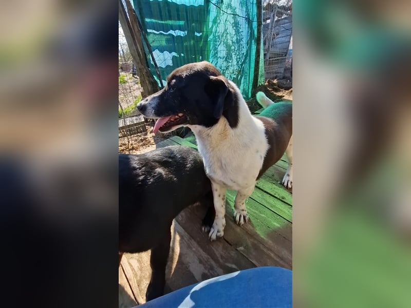 Benny