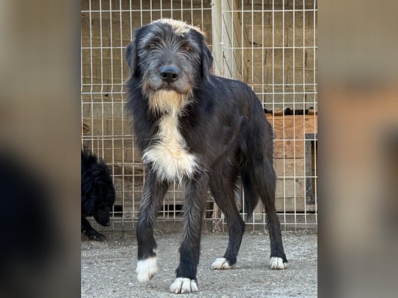 Mino ❤️ Seelenhund sucht seine Familie