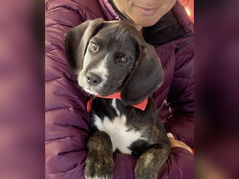 Zorro, 5 Monate, total lieb, sucht sein Zuhause