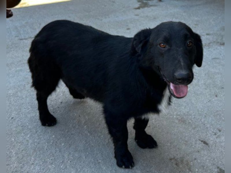 CHARLY❤️kleiner, fröhlicher Hundejunge sucht sehnsüchtig seine Familie