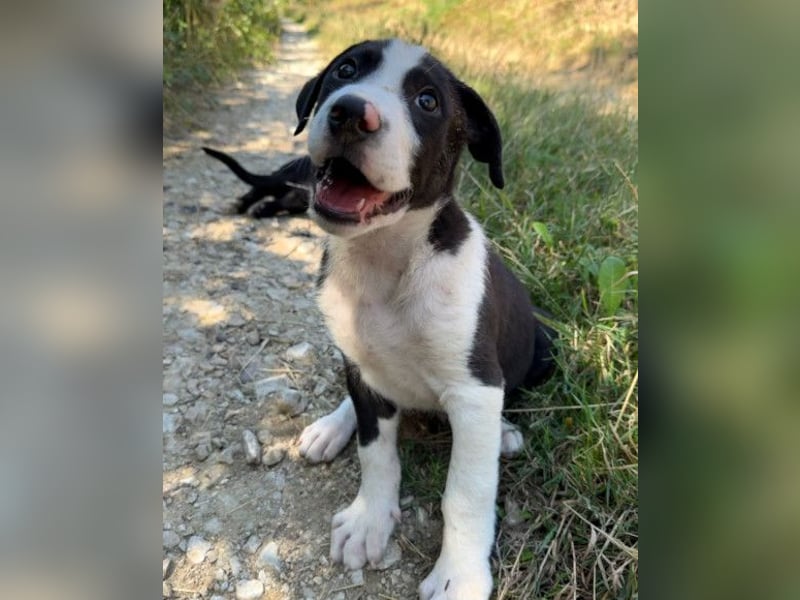 Rocky ❤️ verschmuster, lieber Hundebub