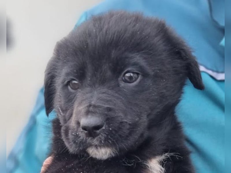 CHARLY❤️kleiner, fröhlicher Hundejunge sucht sehnsüchtig seine Familie