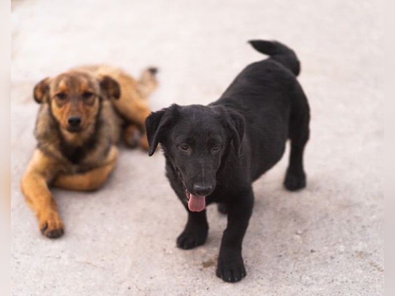 CHARLY❤️kleiner, fröhlicher Hundejunge sucht sehnsüchtig seine Familie