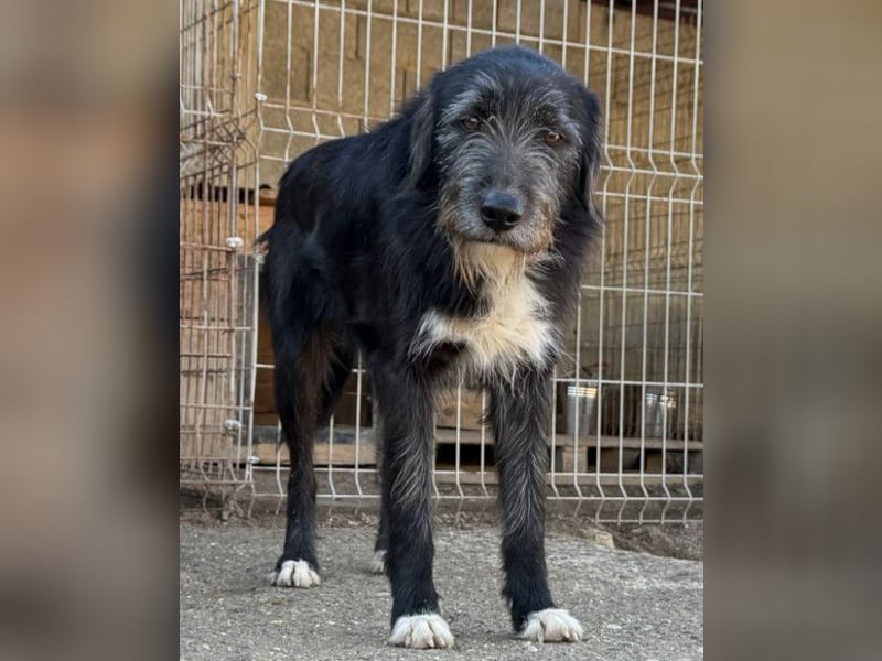 Mino ❤️ Seelenhund sucht seine Familie