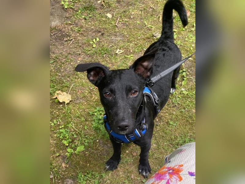 Fröhlicher THEO❤️ wartet in 48153 Münster auf seine Für-Immer-Menschen!