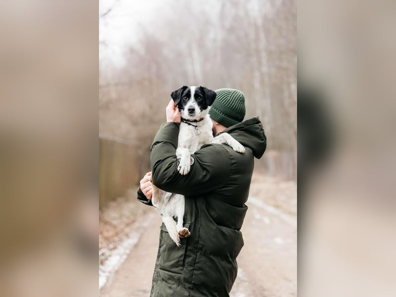 Lebensfroher Henry sucht passendes Zuhause