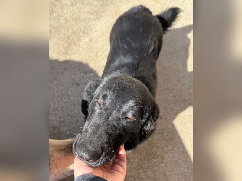 CHARLY❤️kleiner, fröhlicher Hundejunge sucht sehnsüchtig seine Familie
