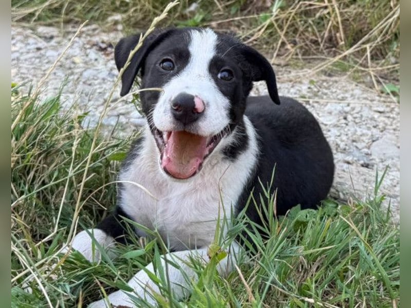 Rocky ❤️ verschmuster, lieber Hundebub