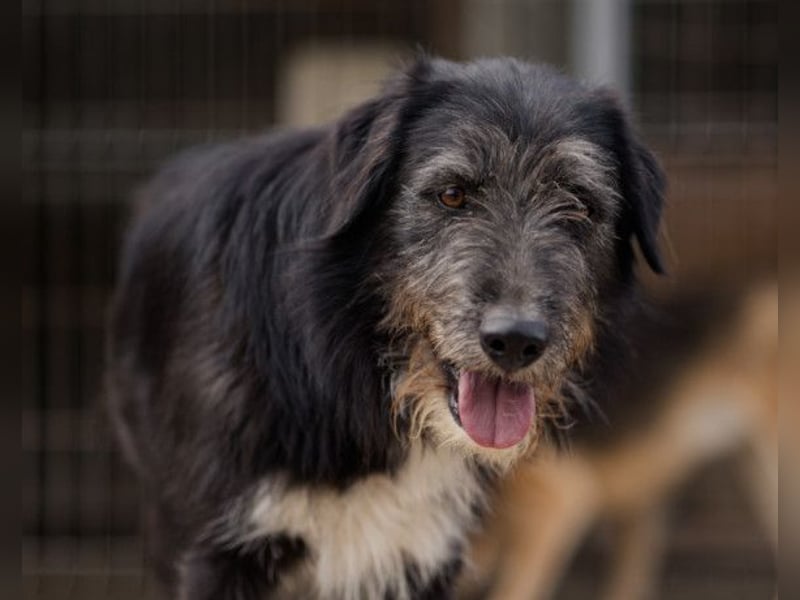 Mino ❤️ Seelenhund sucht seine Familie