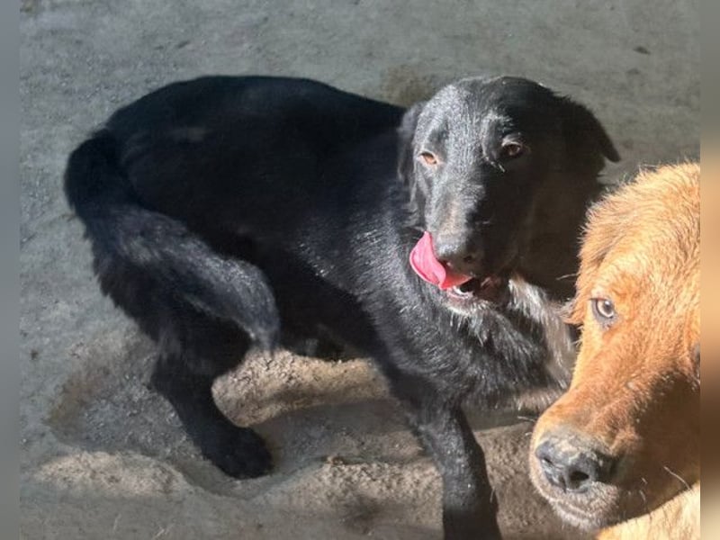 CHARLY❤️kleiner, fröhlicher Hundejunge sucht sehnsüchtig seine Familie