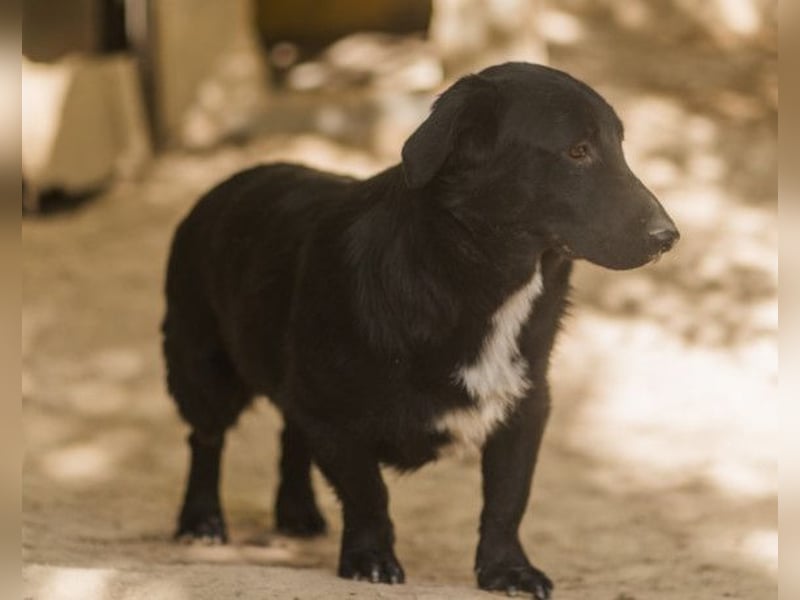 CHARLY❤️kleiner, fröhlicher Hundejunge sucht sehnsüchtig seine Familie