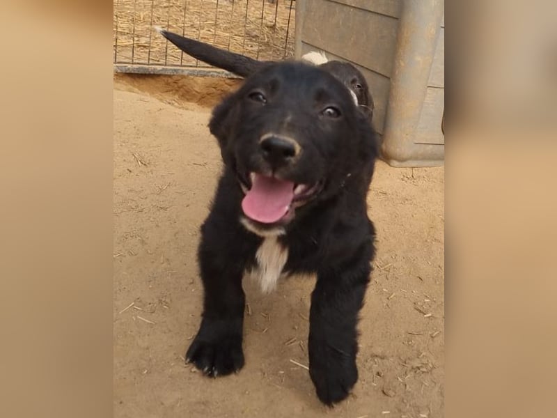 CHARLY❤️kleiner, fröhlicher Hundejunge sucht sehnsüchtig seine Familie