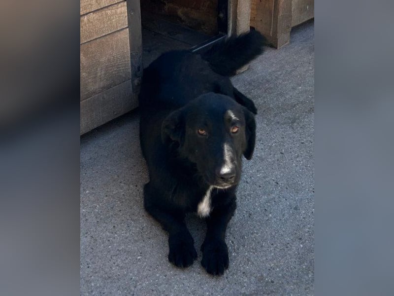 CHARLY❤️kleiner, fröhlicher Hundejunge sucht sehnsüchtig seine Familie