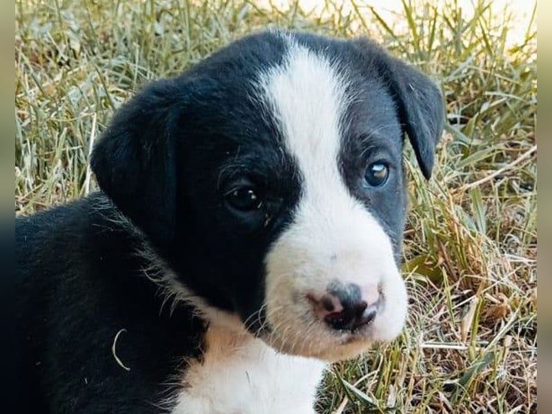 Kleiner Rocky ❤️ will die Welt erkunden!