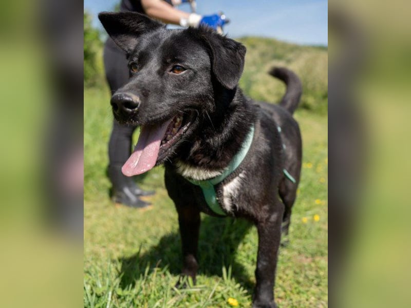 Mix-Rüde ♥ Milo ♥ ein Herz von Hund