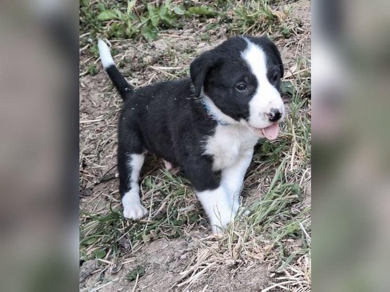 Kleiner Rocky ❤️ will die Welt erkunden!