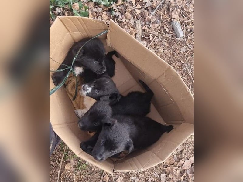 CHARLY❤️kleiner, fröhlicher Hundejunge sucht sehnsüchtig seine Familie
