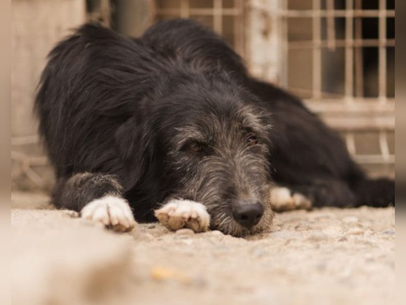 Mino ❤️ Seelenhund sucht seine Familie