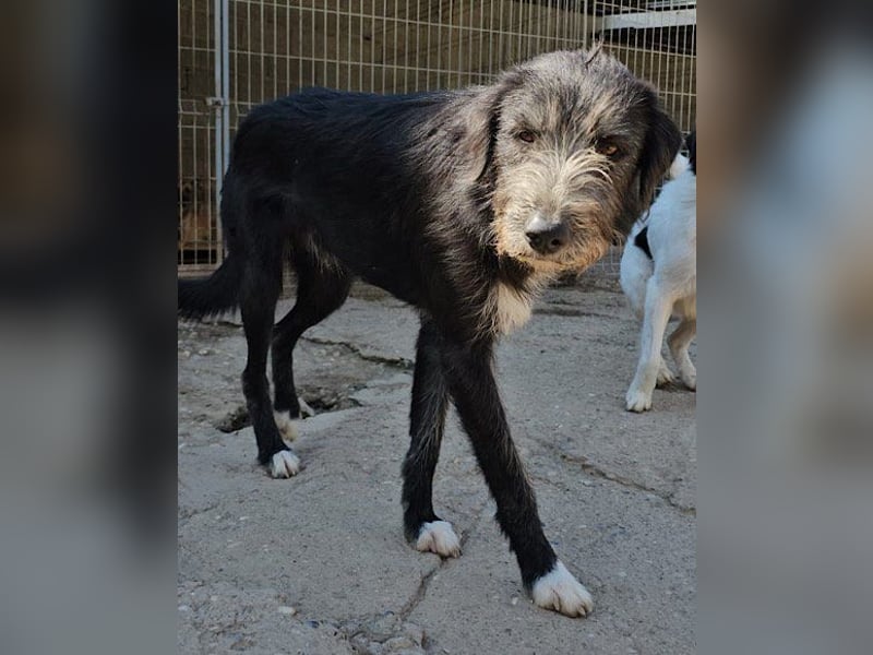 Mino ❤️ Seelenhund sucht seine Familie