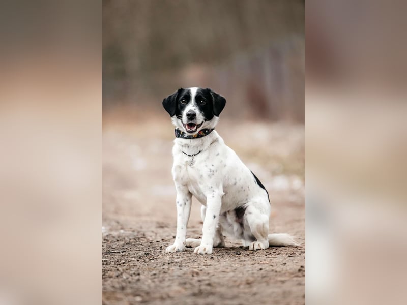Lebensfroher Henry sucht passendes Zuhause