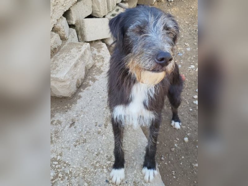 Mino ❤️ Seelenhund sucht seine Familie