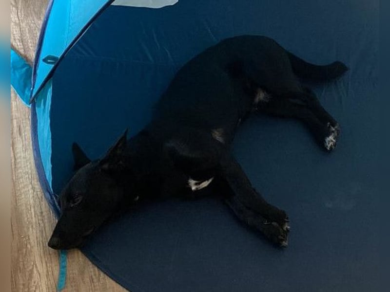 Fröhlicher THEO❤️ wartet in 48153 Münster auf seine Für-Immer-Menschen!
