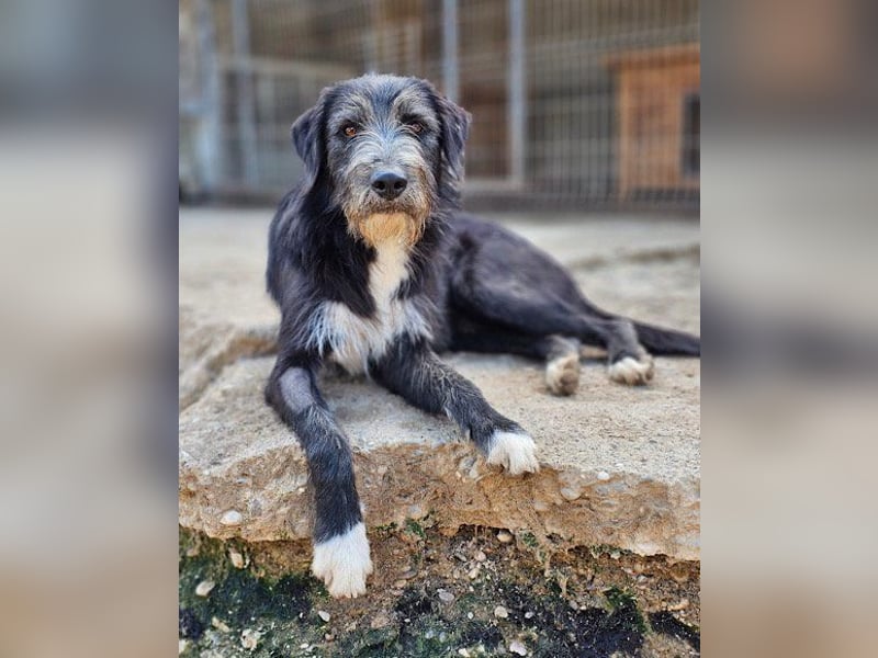 Mino ❤️ Seelenhund sucht seine Familie