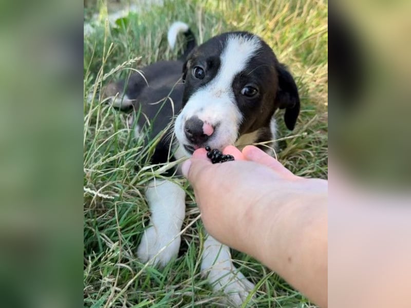 Rocky ❤️ verschmuster, lieber Hundebub