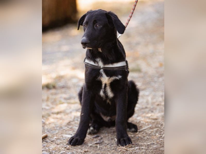 Charming ♥ Dundo ♥ groß, ruhig, lieb - auch zu Katzen