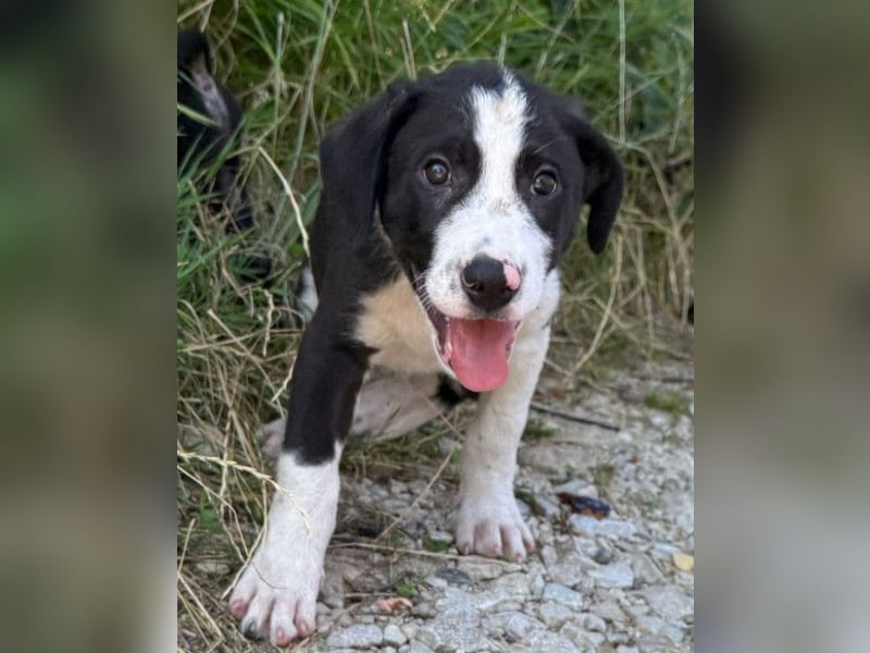 Rocky ❤️ verschmuster, lieber Hundebub