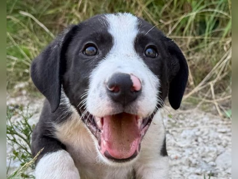 Rocky ❤️ verschmuster, lieber Hundebub