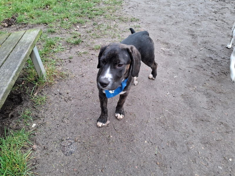 Zorro, 5 Monate, total lieb, sucht sein Zuhause