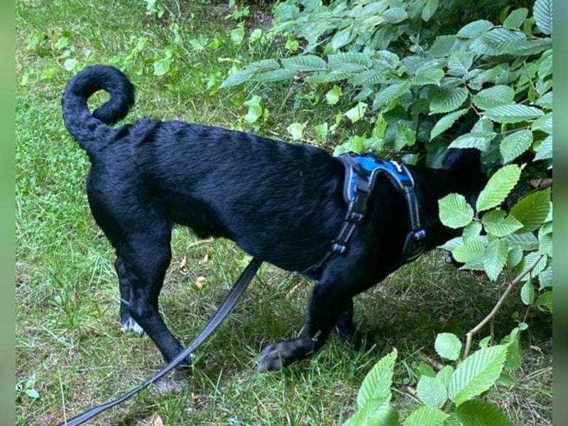 Fröhlicher THEO❤️ wartet in 48153 Münster auf seine Für-Immer-Menschen!