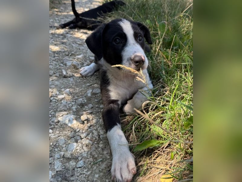 Rocky ❤️ verschmuster, lieber Hundebub