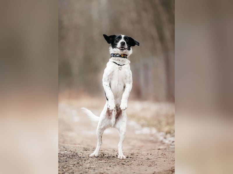 Lebensfroher Henry sucht passendes Zuhause